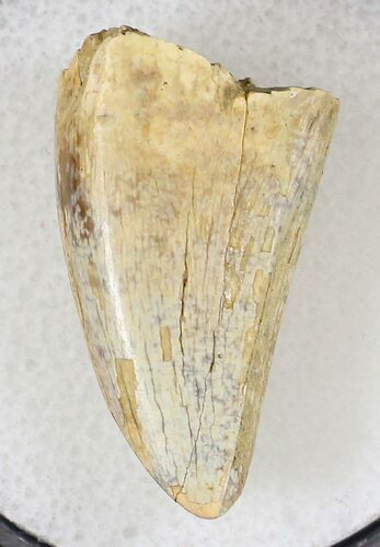 Tyrannosaur Premax Tooth (Aublysodon) - Montana #20358